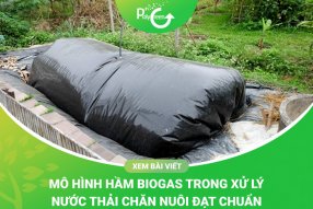 Hầm Biogas Trong Chăn Nuôi