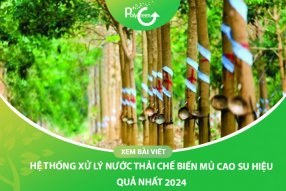 Hệ Thống Xử Lý Nước Thải Chế Biến Mủ Cao Su Tối Ưu Nhất Năm 2024