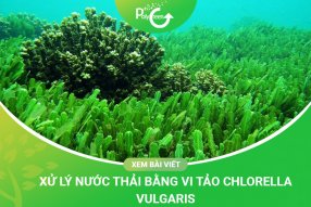 Xử Lý Nước Thải Bằng Vi Tảo Chlorella Vulgaris