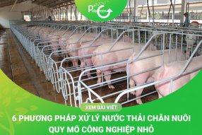 Xử Lý Nước Thải Chăn Nuôi