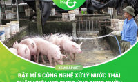 Công Nghệ Xử Lý Nước Thải Chăn Nuôi Heo