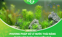 Giới Thiệu Phương Pháp Xử Lý Nước Thải Bằng Thực Vật Thủy Sinh Hiệu Quả