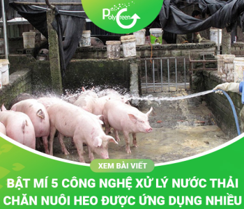 Công Nghệ Xử Lý Nước Thải Chăn Nuôi Heo