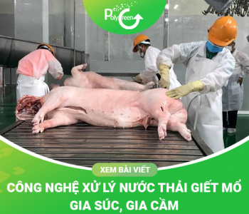 Công Nghệ Xử Lý Nước Thải Giết Mổ Gia Súc, Gia Cầm