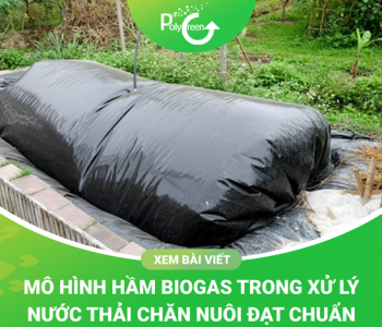 Hầm Biogas Trong Chăn Nuôi