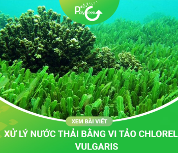 Xử Lý Nước Thải Bằng Vi Tảo Chlorella Vulgaris