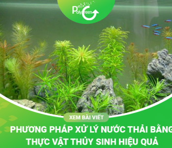 Giới Thiệu Phương Pháp Xử Lý Nước Thải Bằng Thực Vật Thủy Sinh Hiệu Quả