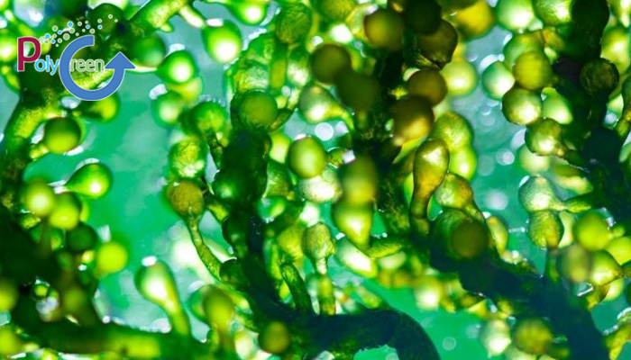 Giới thiệu đôi nét về tảo Chlorella Vulgaris 